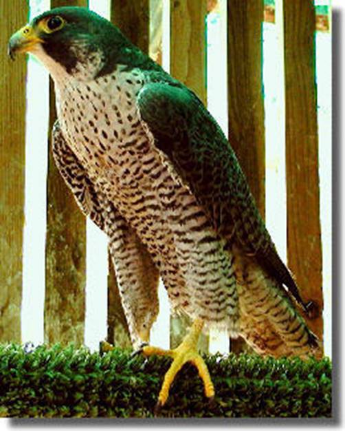 Description: falcon.jpg
